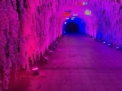 -东南花都花博园