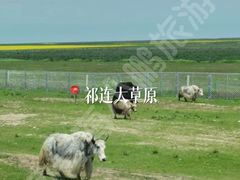 -青海湖国家重点风景名胜区