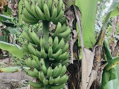 -云溪植物园
