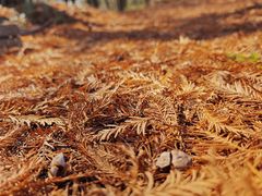 -上海海湾国家森林公园