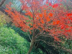 -慧因高丽寺