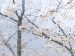 -高东镇樱花园