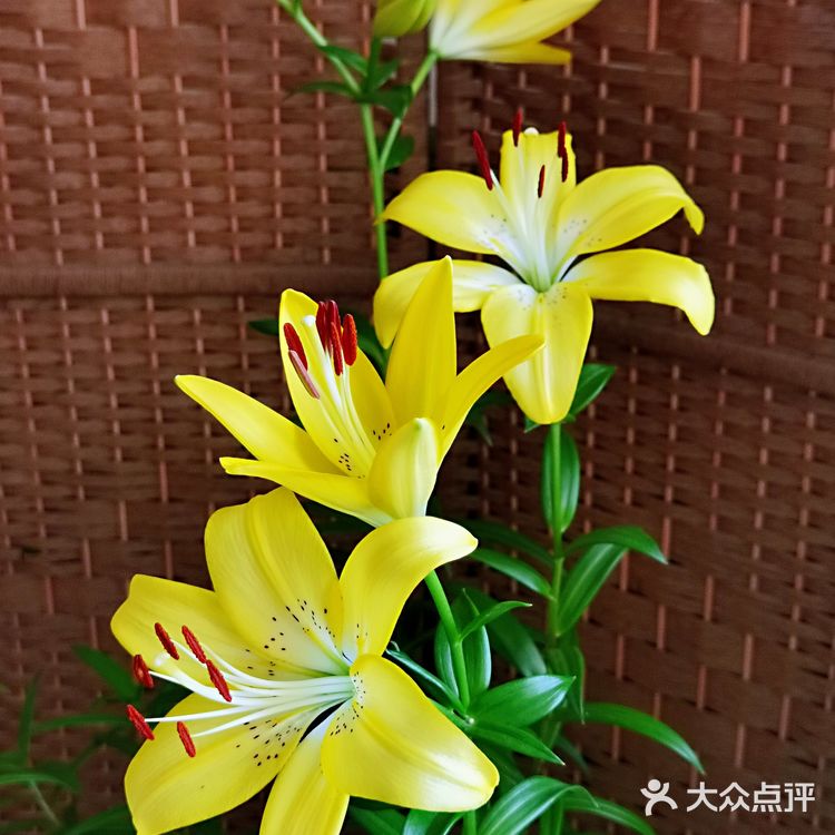 百合花