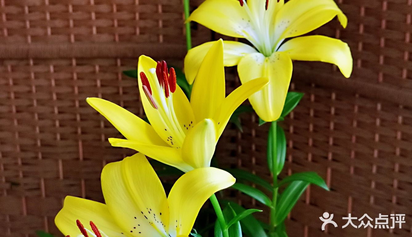百合花