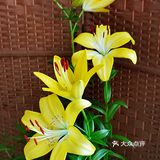 百合花