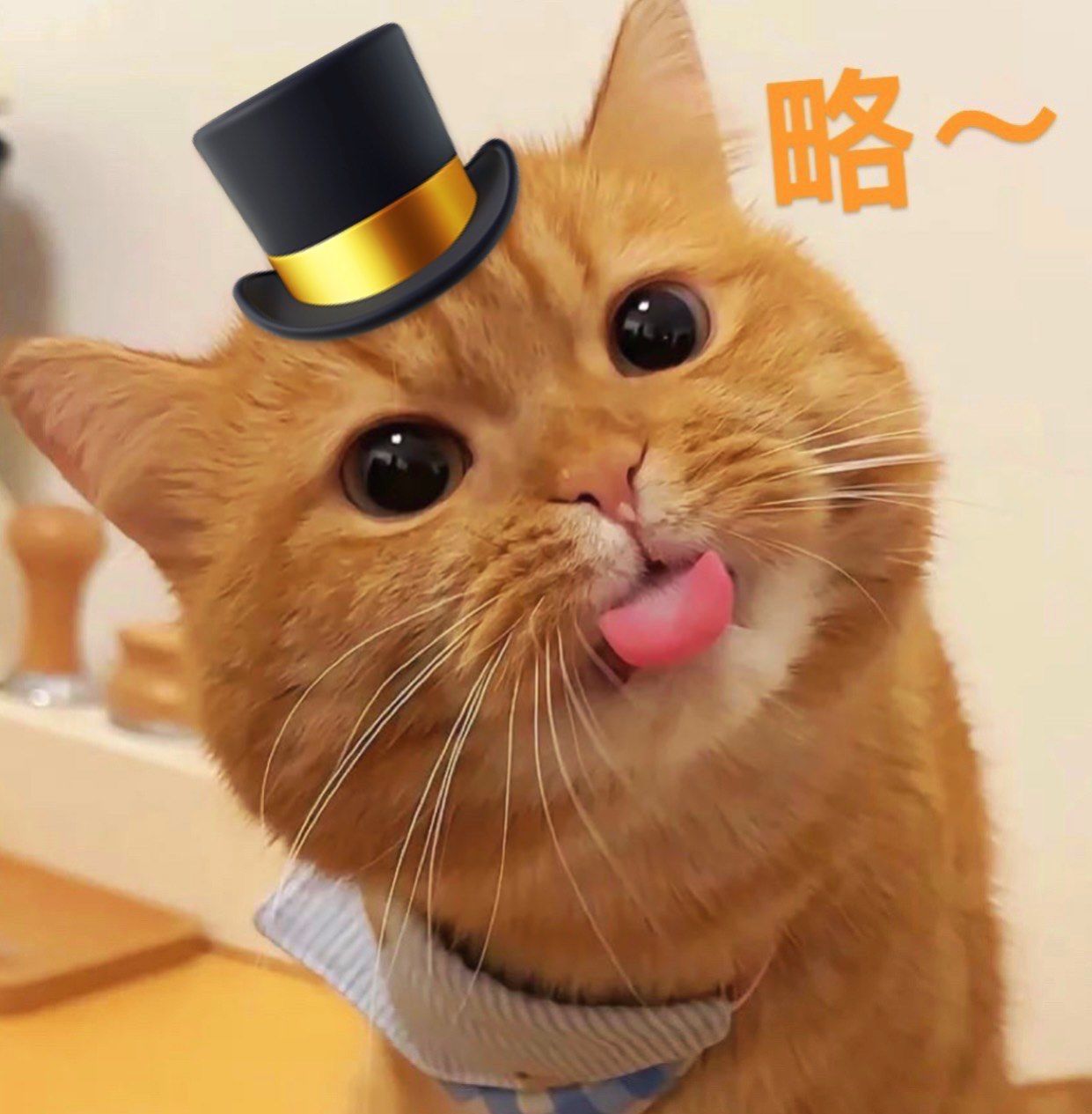 给显眼包做了很多造型,哪一个最显呢#萌宠 #摄影求助帖 #求表情包