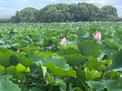 -荷塘月色湿地公园·向阳花洲