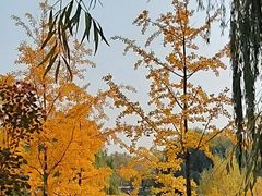 -北京西山国家森林公园