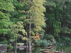-深圳仙湖植物园
