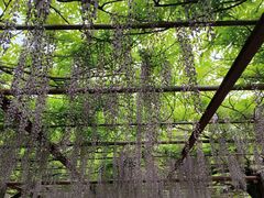 -嘉定紫藤园