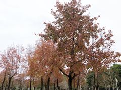 -顺峰山公园