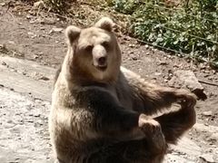 -哈尔滨北方森林动物园