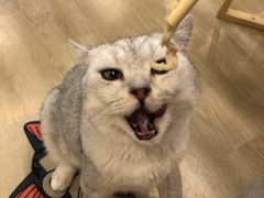-猫色咖啡·猫咖