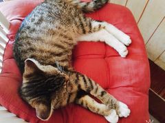-海边的猫和咖啡馆