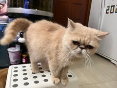 -芭比堂动物医院广州顽皮分院