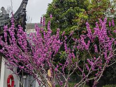 -江宁织造博物馆