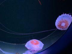 -欢乐海岸海洋奇梦馆