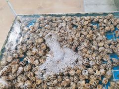 -海之鲜大排档(东山海鲜金銮湾店)