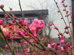 -凤凰寺