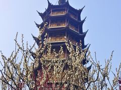 -红梅公园