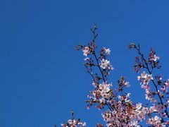 -高东镇樱花园