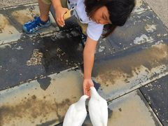 -天津妈祖文化园