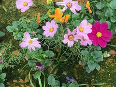 -天适樱花悠乐园