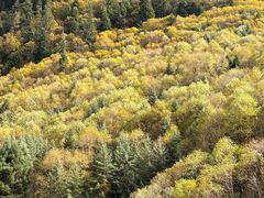 -金鼎雪山牦牛杂火锅(理县总店)