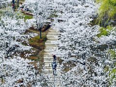 -天王浮山樱花园