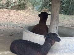 -泉州海丝野生动物世界