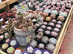 -三圣花乡旅游区