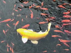 -眉山湿地公园(东坡区)
