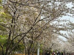 -高东镇樱花园
