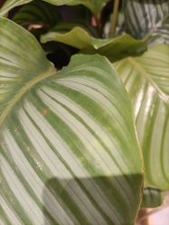 -小颜秘家·韩国整骨