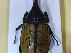 -上海大自然野生昆虫馆