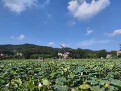 -红山村