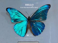 -上海大自然野生昆虫馆