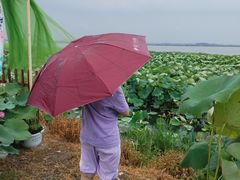 -七的湖·晚芳亭·阳澄湖农家菜·大闸蟹(莲花岛店)