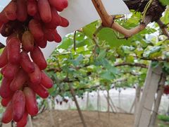 -官厅老勾渔馆(温泉店)