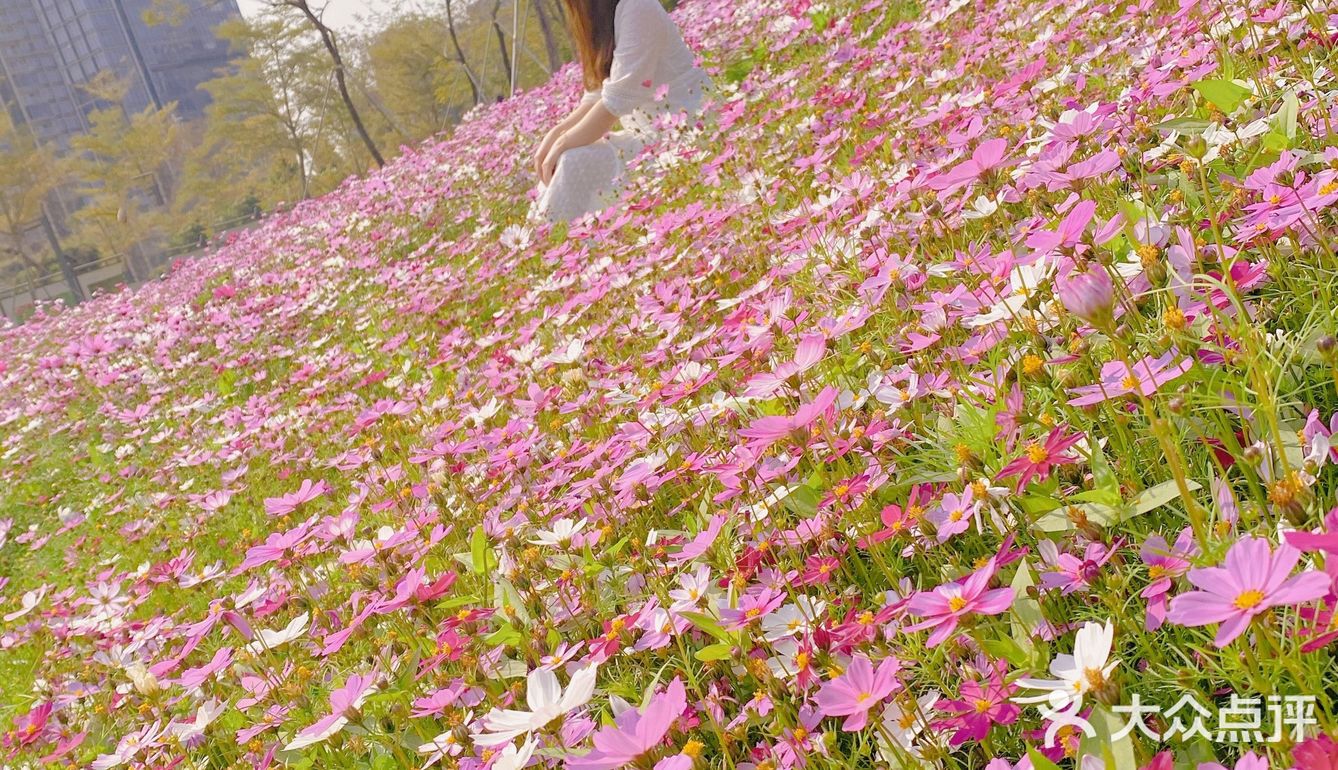 深圳最美格桑花海