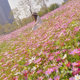 深圳最美格桑花海