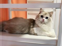 -Bastet sally猫舍购宠(静安店)