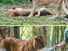 -海南热带野生动植物园