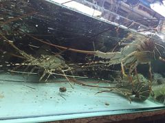 -班赞海鲜市场胖阿姨加工点