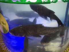 -西海温泉假日酒店-中餐厅
