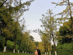 -铁山坪森林公园