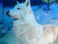 -海合安天津极地海洋公园