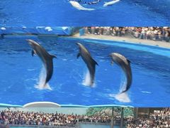 -海合安成都极地海洋公园