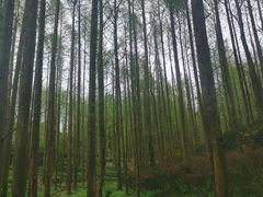 -山王坪喀斯特国家生态公园