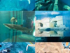 -大连老虎滩海洋公园